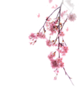 传统古风水墨花
