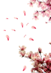 水墨传统国风花朵