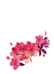 水墨国风传统花朵