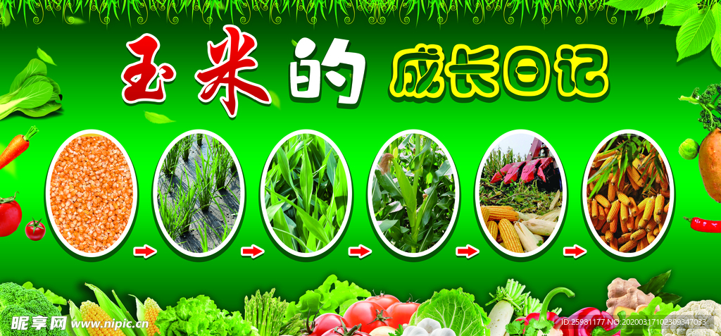 蔬菜成长日记