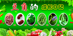 蔬菜的成长日记