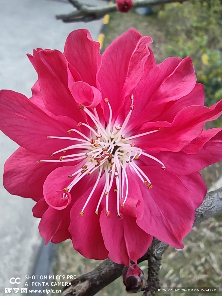 桃花