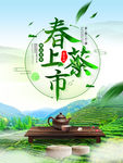 春茶上市