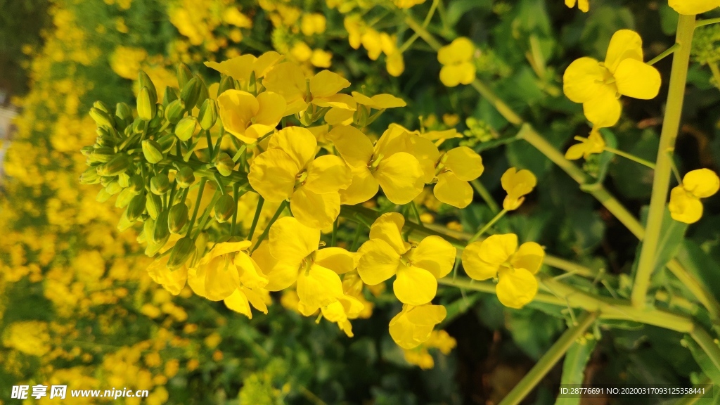 油菜花