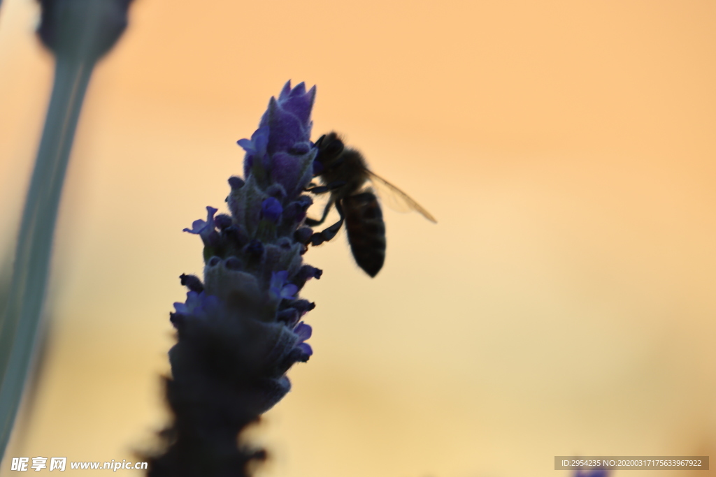 蜜蜂采花