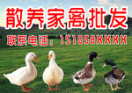 散养家禽 鸡鸭批发