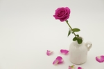 玫瑰花瓶