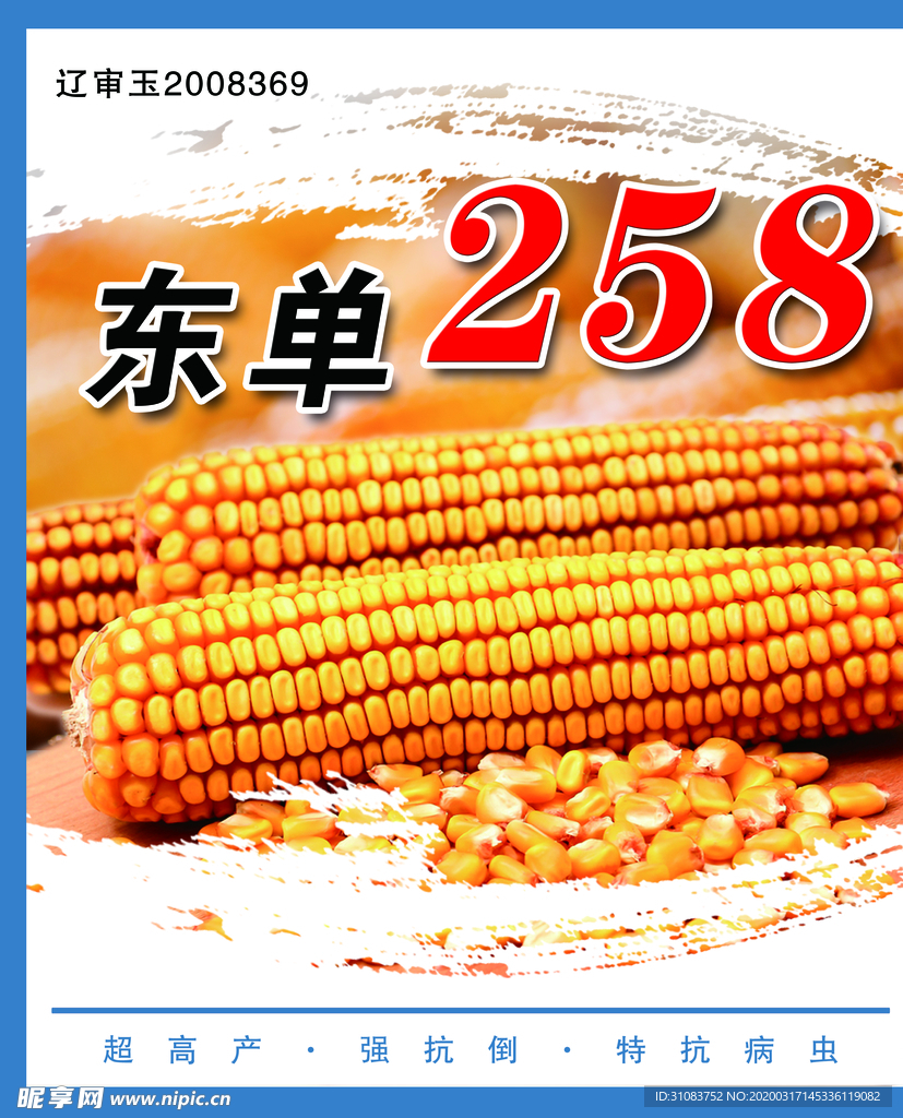 玉米种子