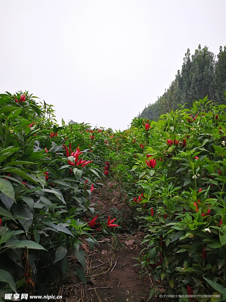 辣椒风景