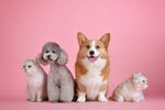 宠物狗