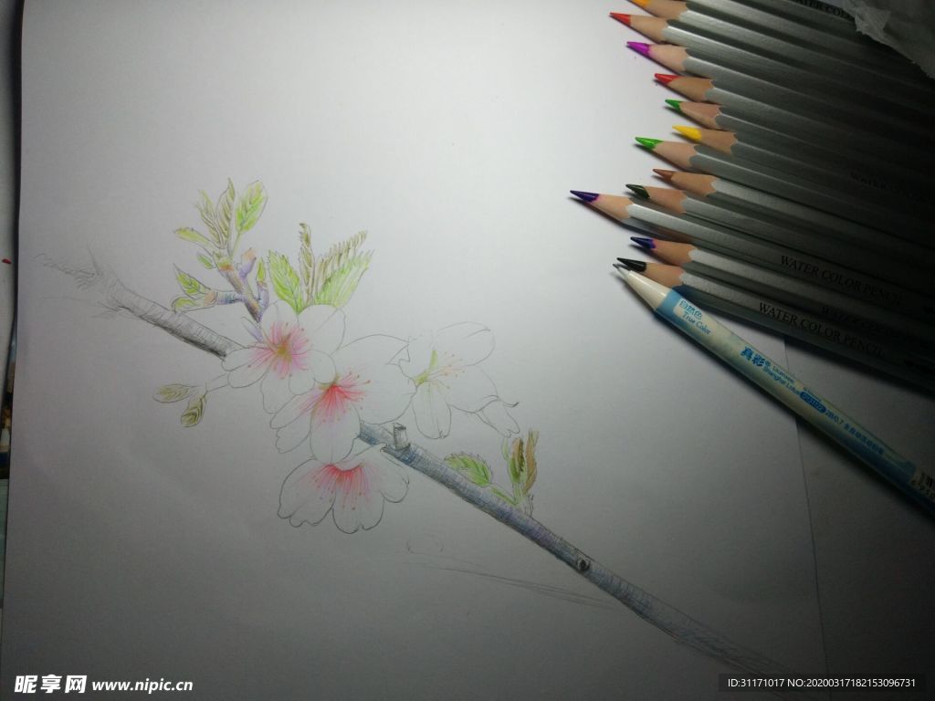 彩铅樱花