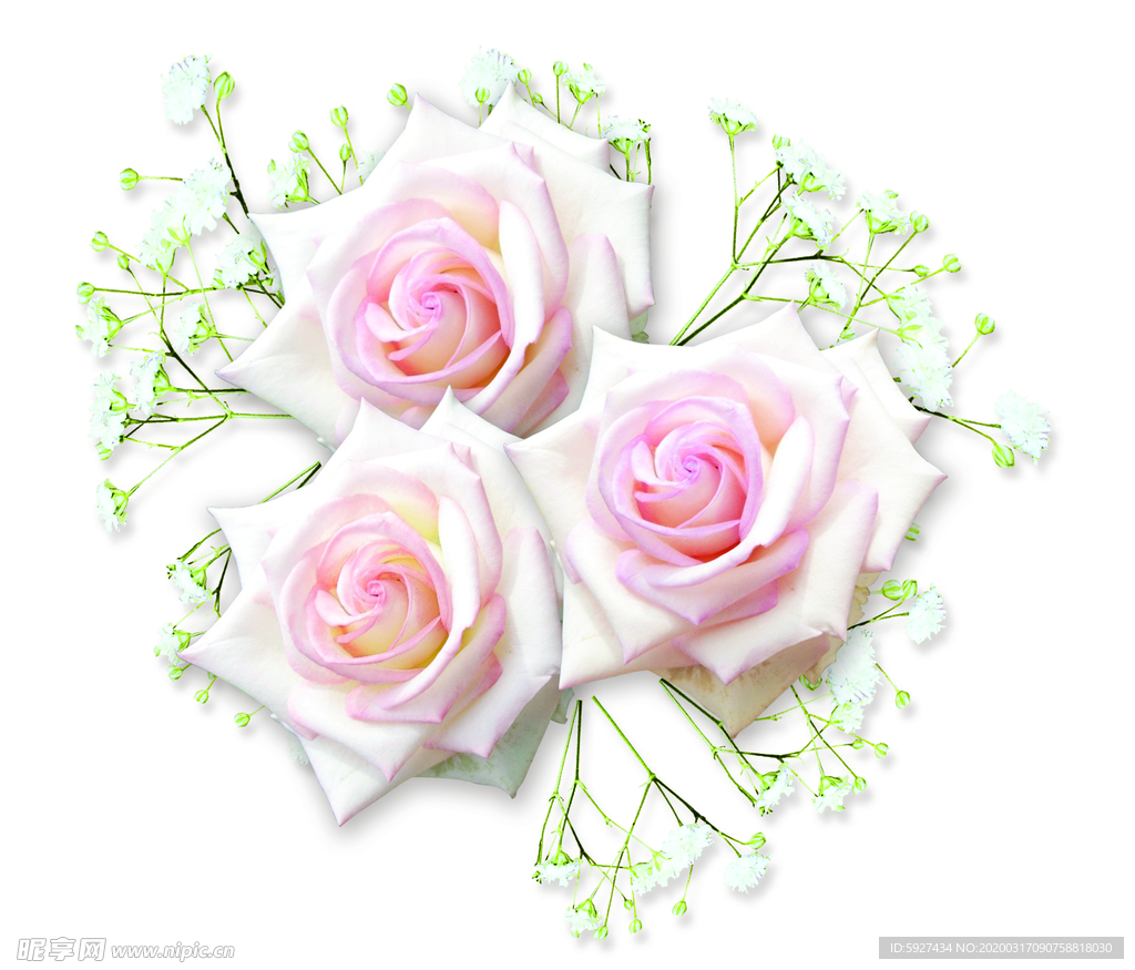玫瑰花