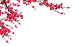 梅花