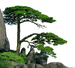松树