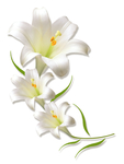 百合花