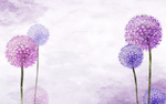 蒲公英