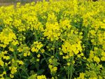 菜花 油菜田 油菜花海 春天