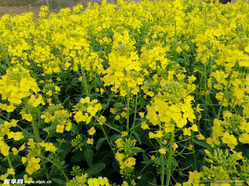 菜花 油菜田 油菜花海 春天