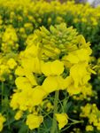 菜花 油菜田 油菜花海 春天