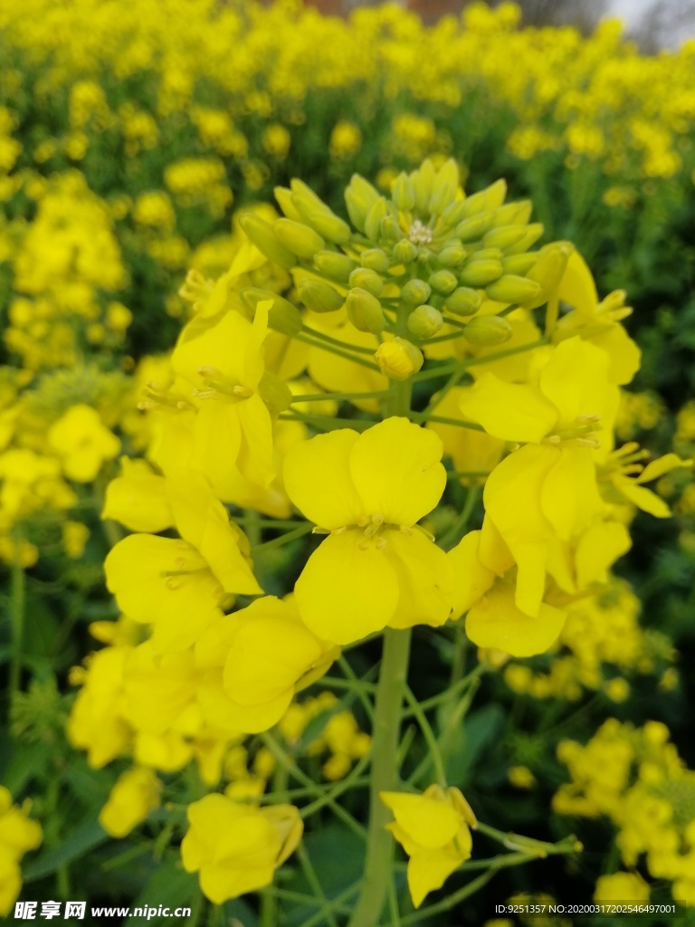 菜花 油菜田 油菜花海 春天