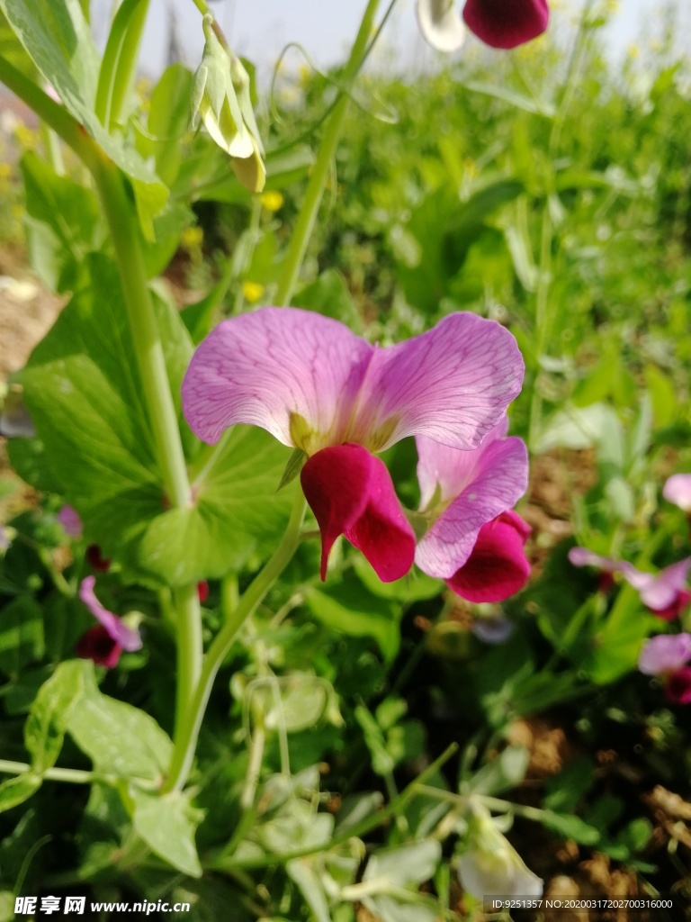 碗豆 碗豆秧 红花 花朵