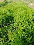 野碗豆 植物