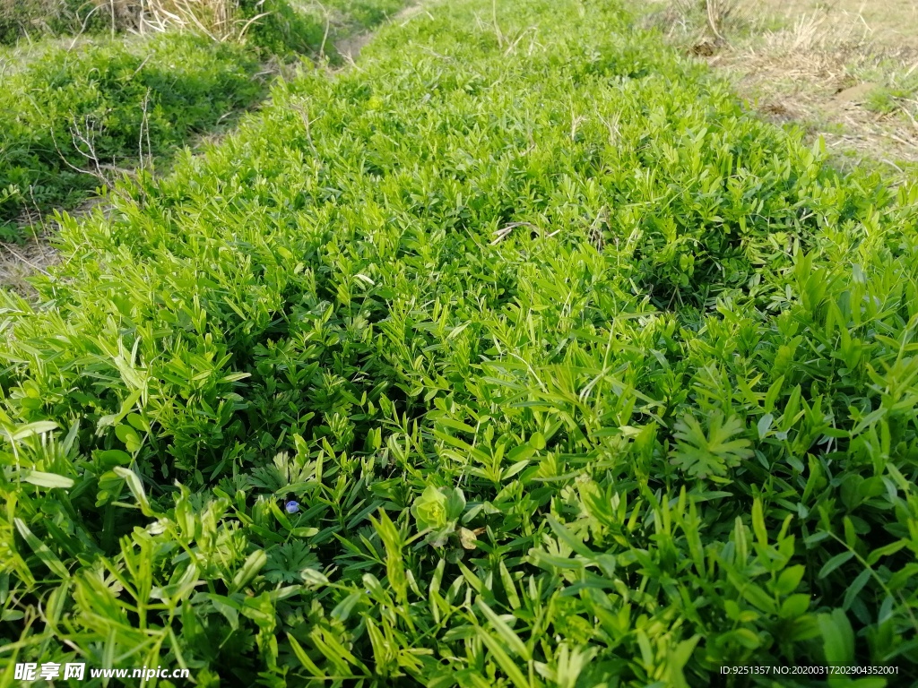 野碗豆 植物 杂草