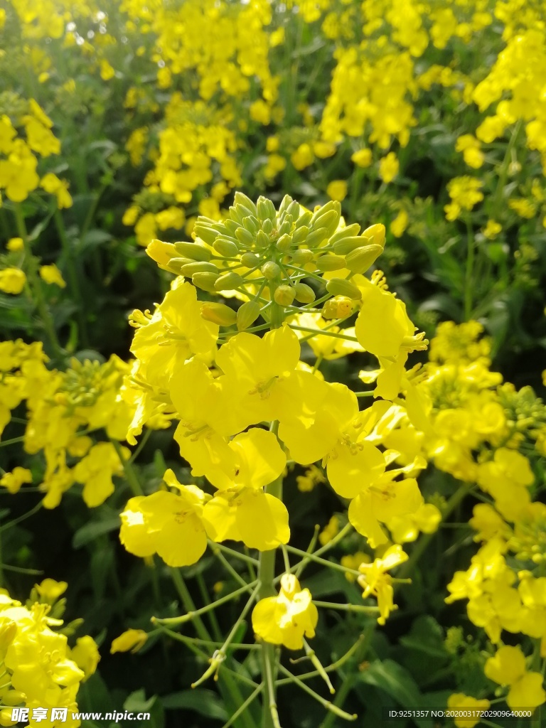 油菜花 油菜 油菜花特写