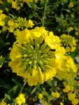 油菜花  黄花 春天 油菜地