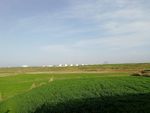 麦地 麦苗 小麦