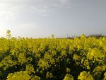 油菜花