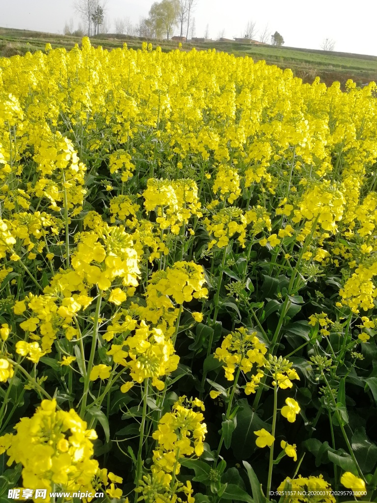 油菜花