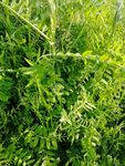 野碗豆 植物 杂草 田埂杂草