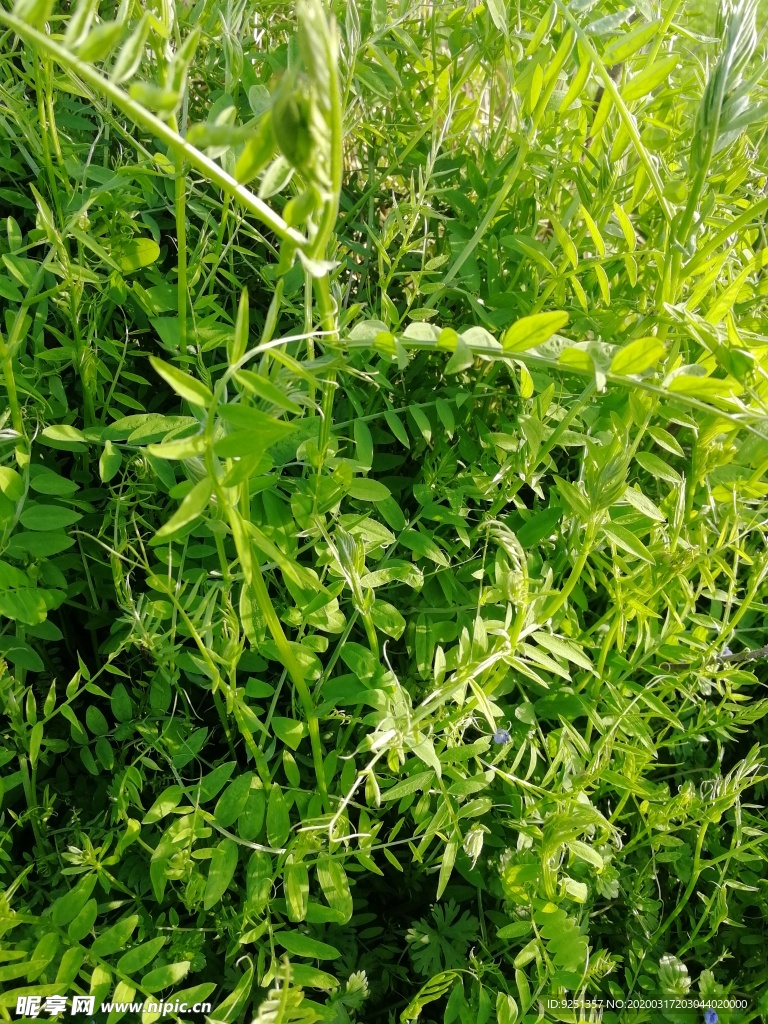 野碗豆 植物 杂草 田埂杂草