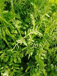 野碗豆 植物