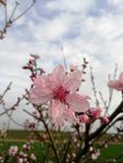 一朵桃花 红花 花苞待放