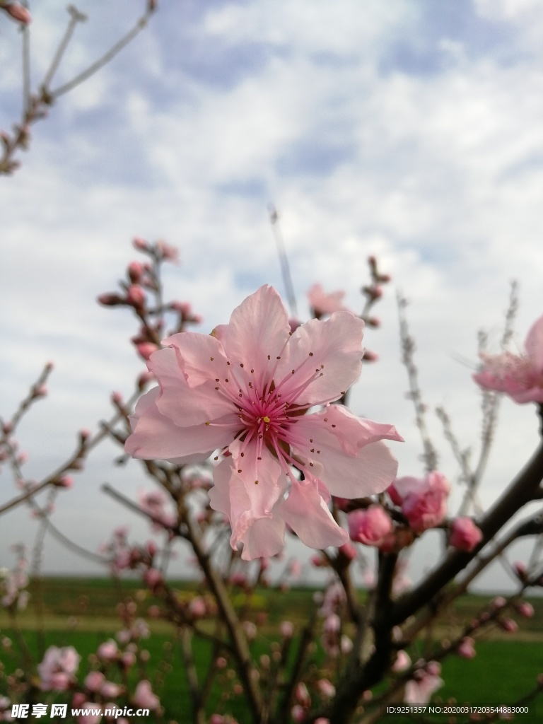 一朵桃花 红花 花苞待放