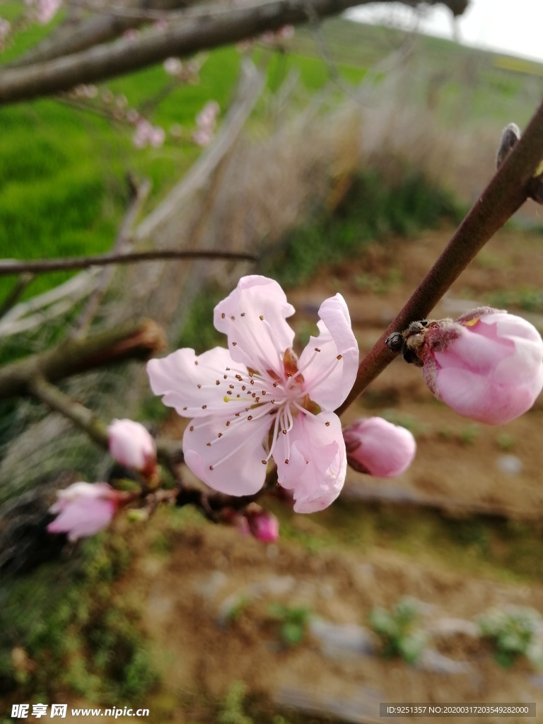 桃花 一朵桃花 红花 花苞待放