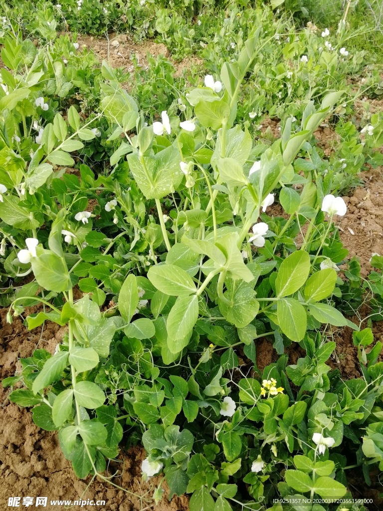 碗豆 碗豆秧 碗豆苗