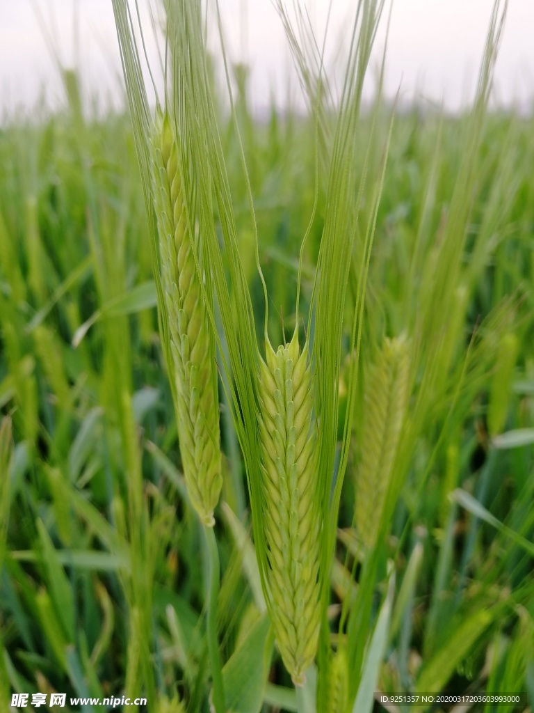 麦穗 小麦 大麦 麦地