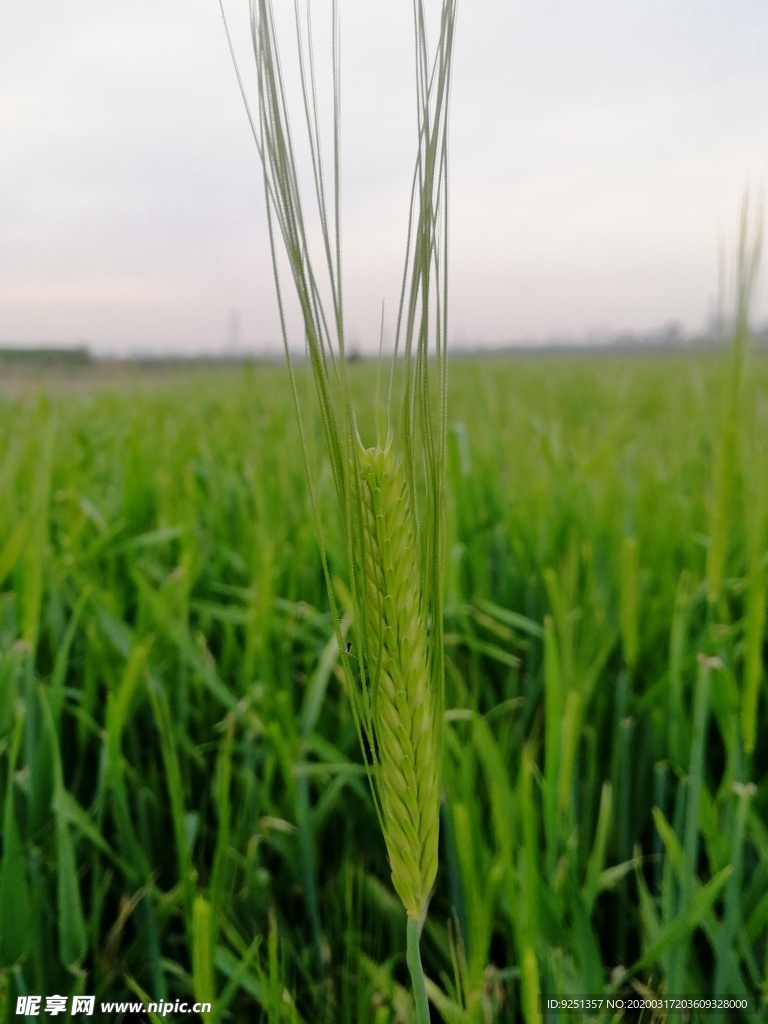 麦穗 小麦 大麦 麦地 野外