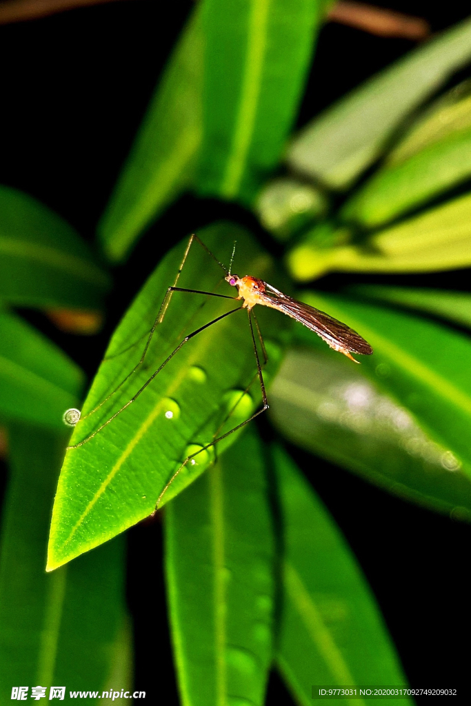 蚊子