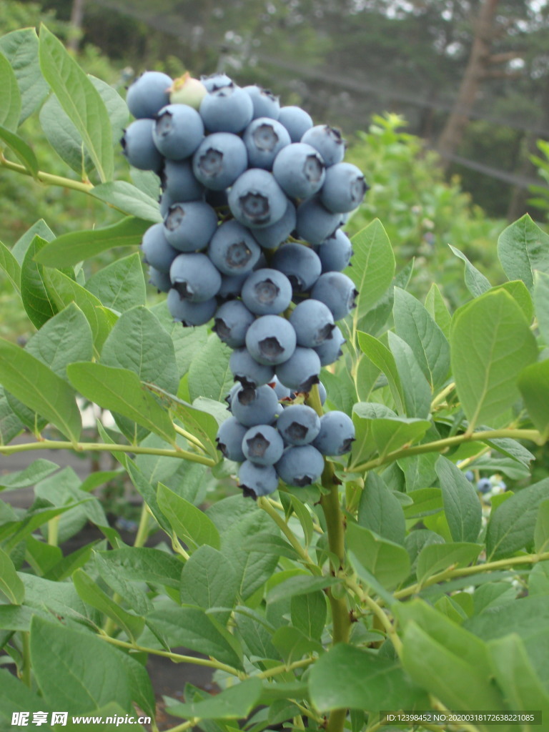 鲜甜多汁的蓝莓