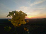 花儿与夕阳