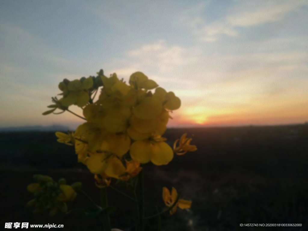 花儿与夕阳