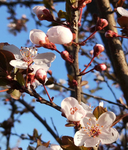 李花