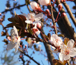 李花