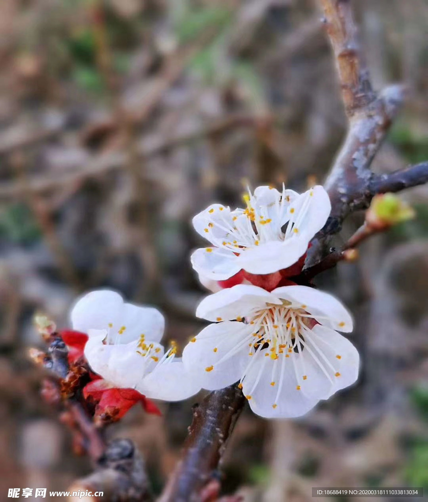 桃花