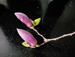 玉兰花