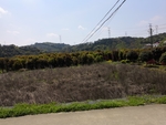 风景